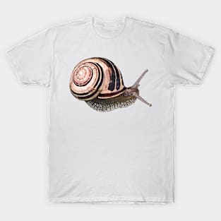 White-Lipped Snail / Cepaea hortensi T-Shirt